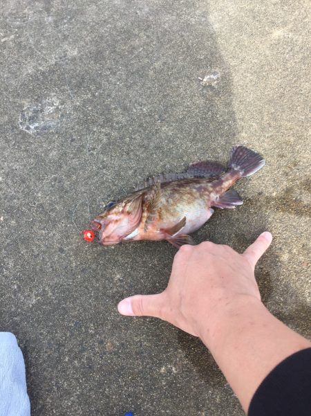 ジギング エギング異常無し！