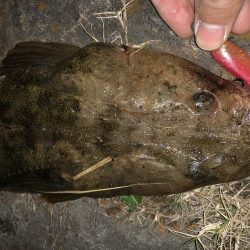 マゴチ調査一日目