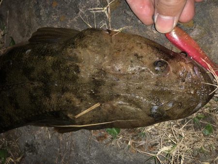 マゴチ調査一日目