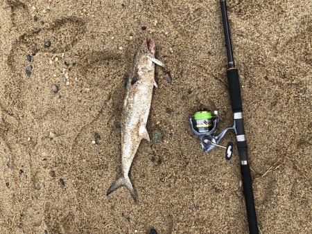 ショアジギング