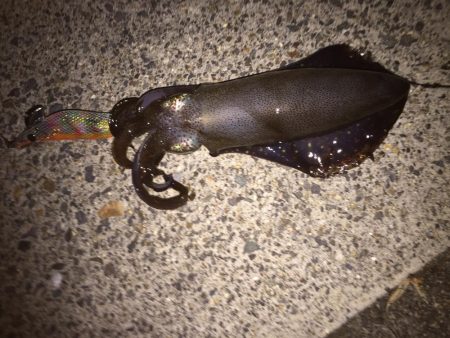 寒い釣りはたまらん