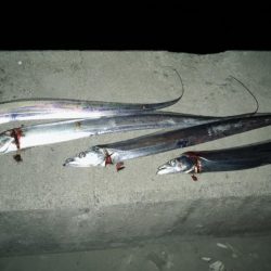 朝まずめからリベンジ夕まずめ