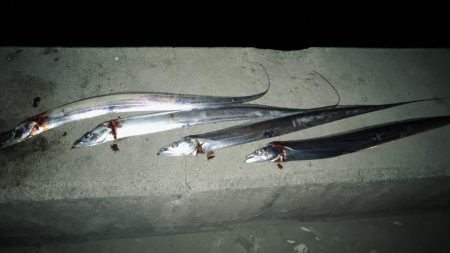 朝まずめからリベンジ夕まずめ