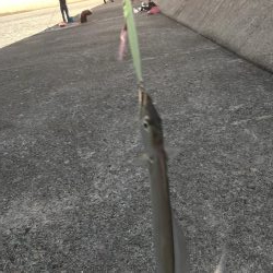 タチウオは…。