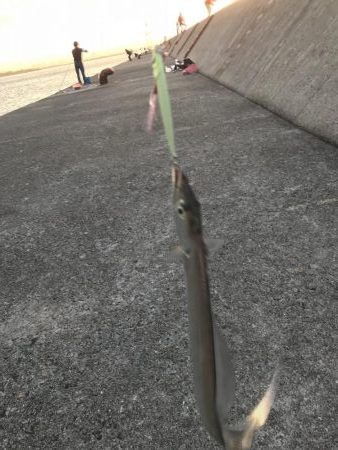 タチウオは…。