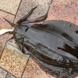 二杯目はバラしました…悔しい(°_°)