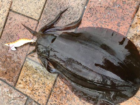 二杯目はバラしました…悔しい(°_°)