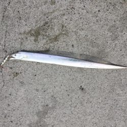 ジグパラ ただ巻きハマる!