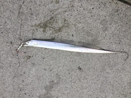 ジグパラ ただ巻きハマる!