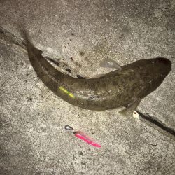 太刀魚釣りでまさかの