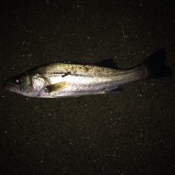 秋のハイシーズンシーバス