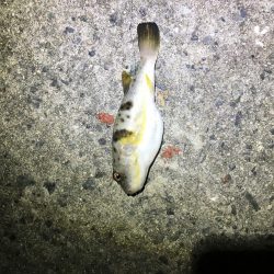 遅刻気味のエギング