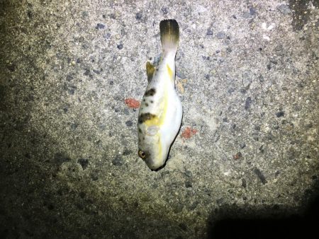 遅刻気味のエギング