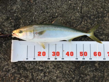 ブリには届かず。