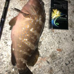 メバリング釣行