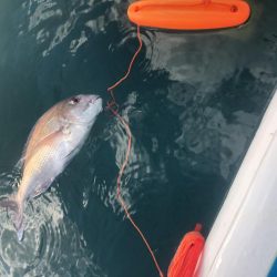 サップフィッシング