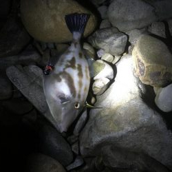 亀浦ゴロタでマダイとウマヅラ