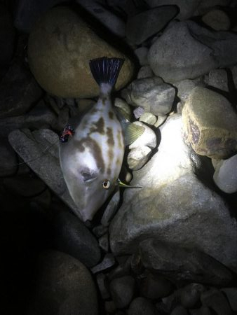 亀浦ゴロタでマダイとウマヅラ