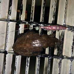 夜明け前のコウイカ