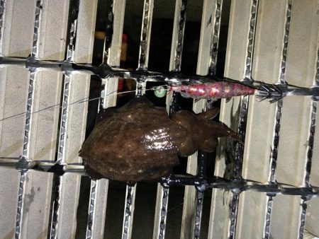 夜明け前のコウイカ