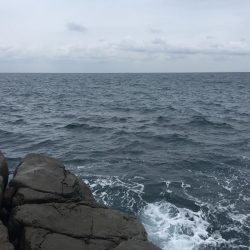 サイレントアサシンでアオリイカ