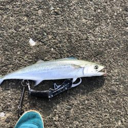 北川河口シーバス釣り