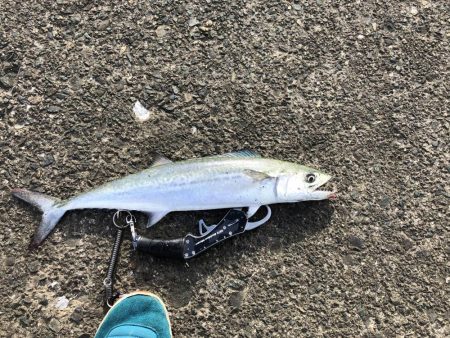 北川河口シーバス釣り