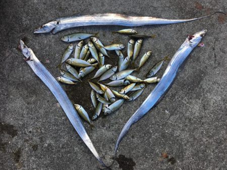 たちうお まめあじ