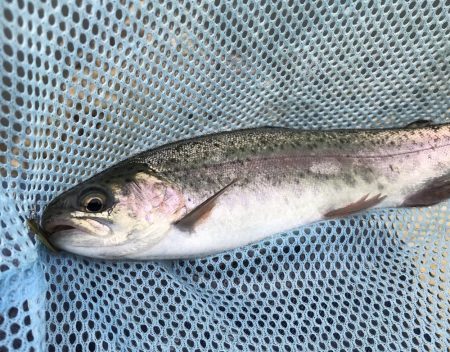 エリアトラウト