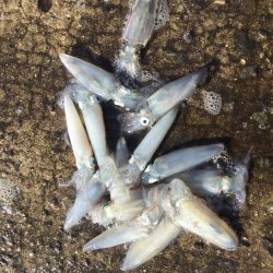 デイヒイカハマりまくりwww