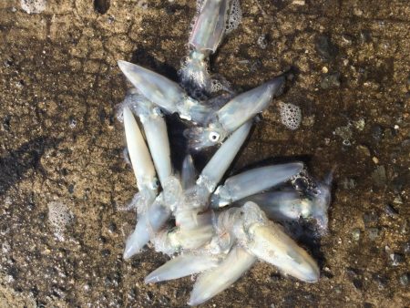 デイヒイカハマりまくりwww