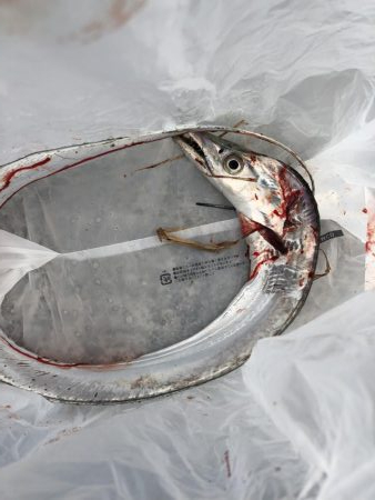 タチウオ終わりか