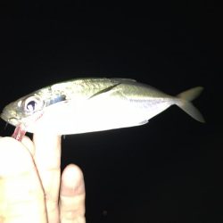 色々釣れる晩秋