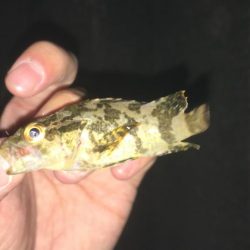 ショアジグ不発