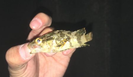 ショアジグ不発