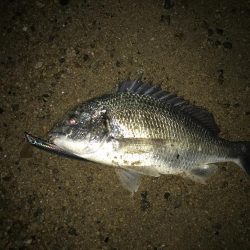 カタクチが居てもサヨリパターンでやりきった