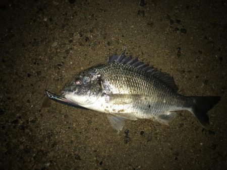 カタクチが居てもサヨリパターンでやりきった