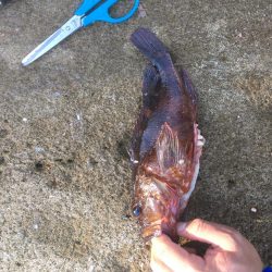 大島17番タキでフカセ釣り