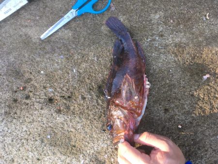 大島17番タキでフカセ釣り