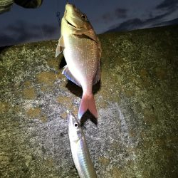 投げ釣りでマダイ