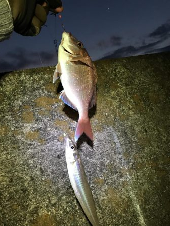 投げ釣りでマダイ