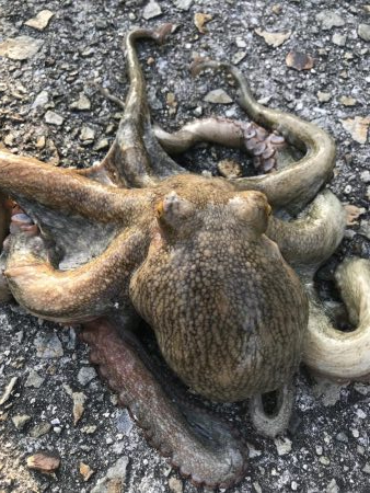 マダコ キロオーバー