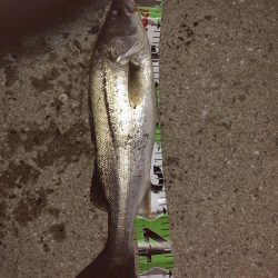 祝◎ 出世しました!