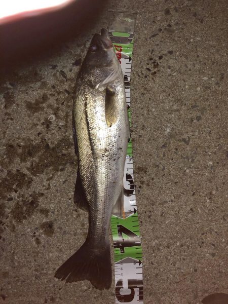 祝◎ 出世しました!