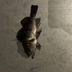 深夜のメバル&ベイカ