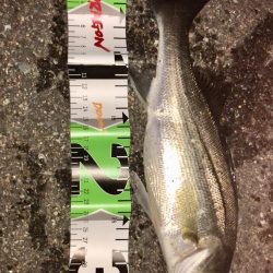 チヌ狙いから一転！シーバス