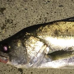 雨あけのシーバス