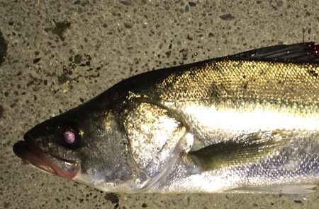 雨あけのシーバス