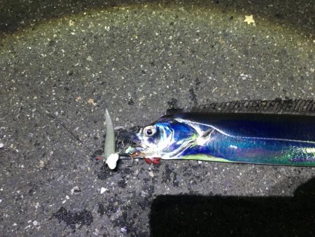 がんばれ！横浜タチウオ