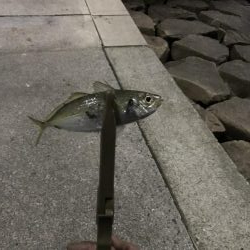 はじめてのアジング